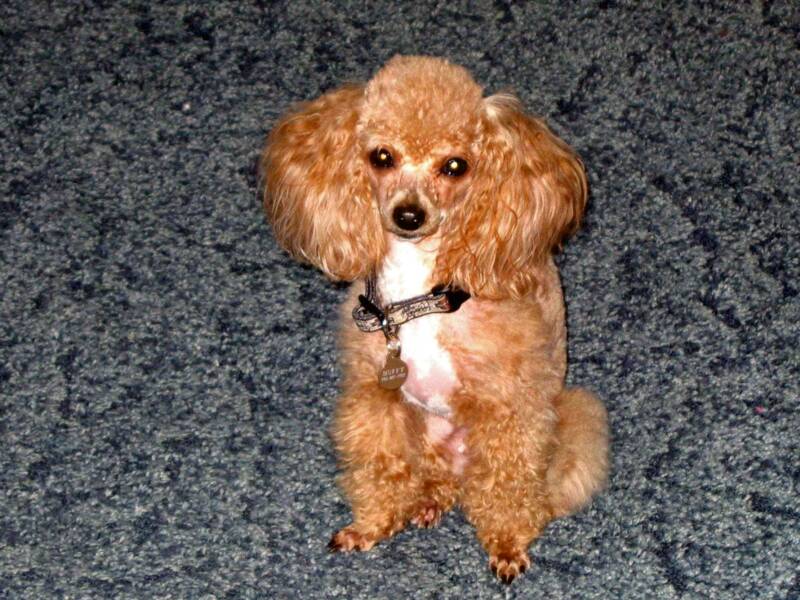 Toy parti 2024 poodle for sale